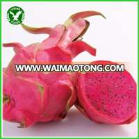 FROZEN / FRESH RED DRAGON FRUIT GOOD PRICE